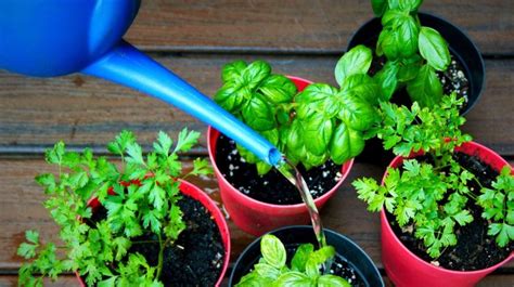 how to water herbs outdoors